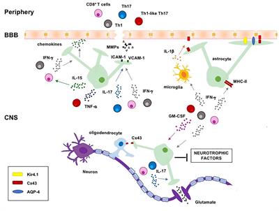 Astrocytes and Inflammatory T Helper Cells: A Dangerous Liaison in Multiple Sclerosis